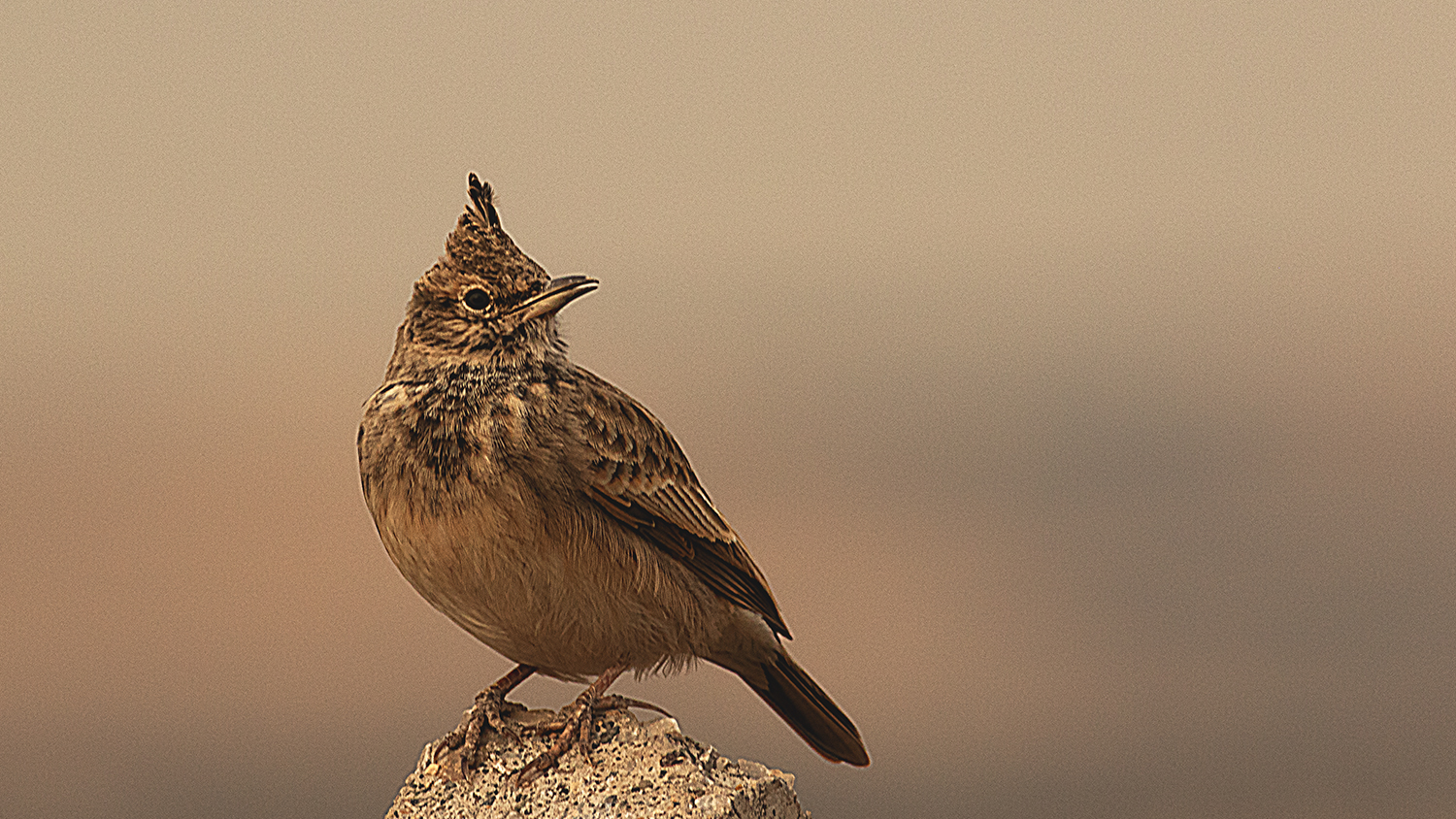 Crested Lark — Ana fotoğraf
